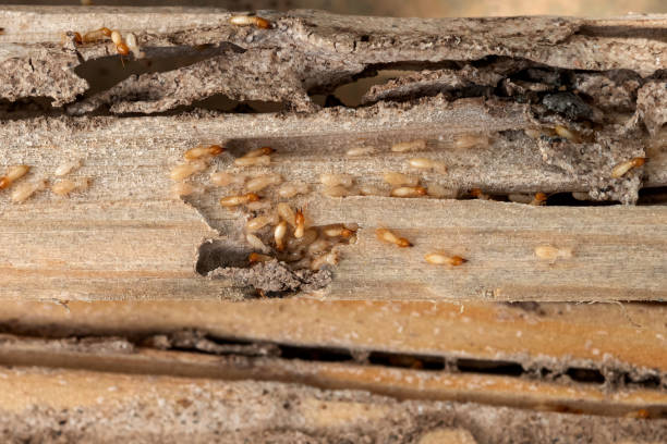 Best Pest Removal Services  in Kilgore, TX